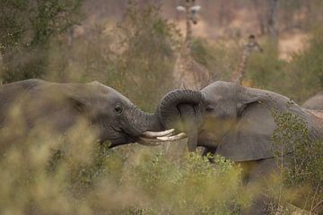 olifanten van gj heinhuis