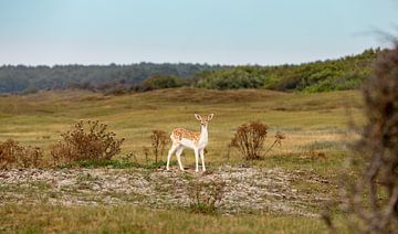 Young roe deer in the dunes 5 by Percy's fotografie