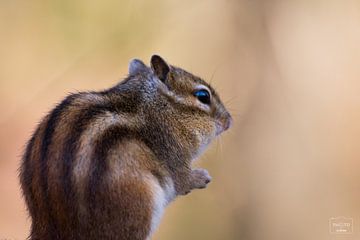 Eichhörnchen (3) von Photo Julleke