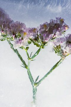 Sea lavender in ice 2