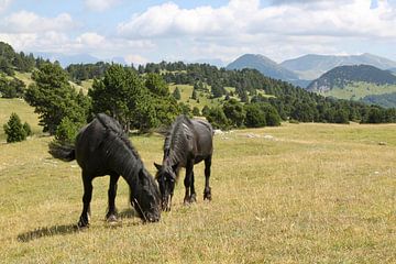 Paarden in de bergen