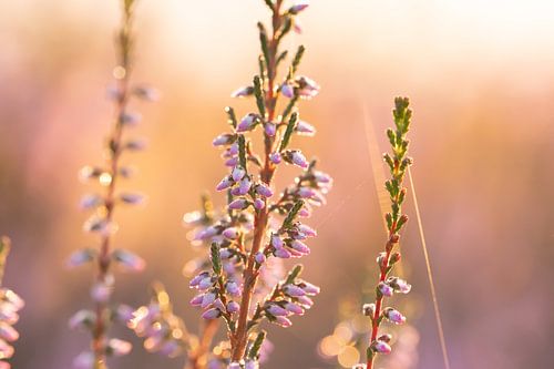Heide in de ochtendzon 1