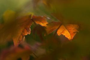 Herfstbladeren in het zonlicht. van Birgitte Bergman