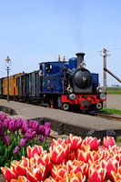 Stoomlocomtief tussen de tulpen I Museumstoomtram Hoorn-Medemblik