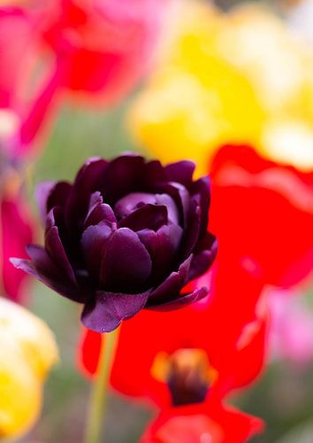 Schwarze Tulpe