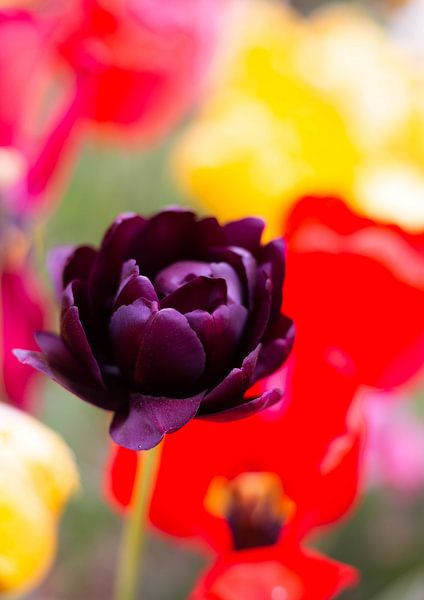 Black Tulip by Photo_Minuscule