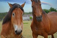 Trakehner Feldmeyer en Rijnlands Duitse Koudbloed Enzo van Babetts Bildergalerie thumbnail