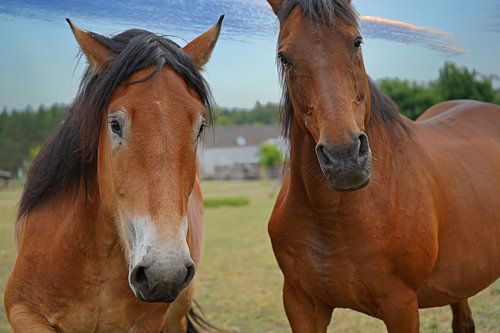 Trakehner Feldmeyer en Rijnlands Duitse Koudbloed Enzo