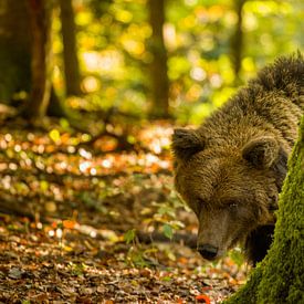 Slovenian brown bear in autumn forest by Gunther Cleemput