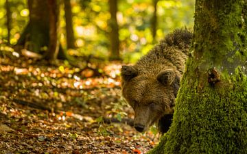 Ours brun Slovène dans une forêt d'automne sur Gunther Cleemput