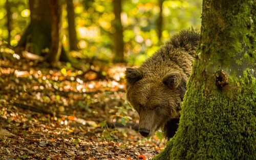 Slovenian brown bear in autumn forest