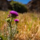 Beautiful Purple Irritability by Roland's Foto's thumbnail