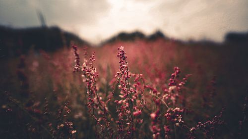 Beautiful colours Flora and fauna in the meadow fields.