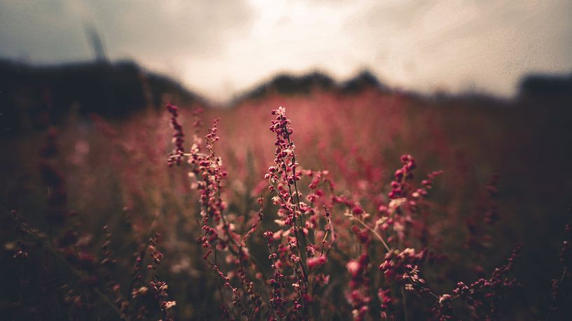Beautiful colours Flora and fauna in the meadow fields. by ByLulu