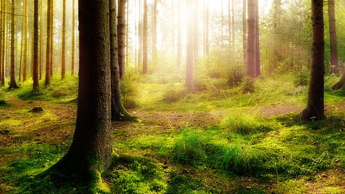 Fairytale Forest