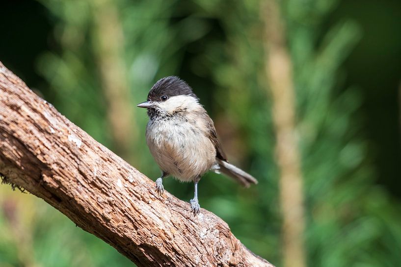 fauvette à Lemele par Merijn Loch