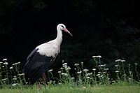 wo Störche nisten, kann man Frieden finden