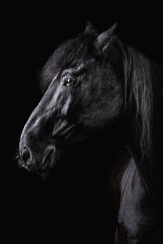 Blackfoto head horse