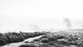 Nebligen Morgen. von Lex Schulte