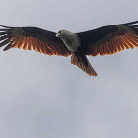 Ein Brahmanischer Weih in Süd-Sri Lanka von Rijk van de Kaa