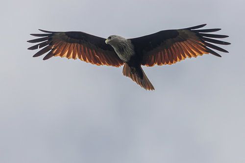 Un milan brahmane dans le sud du Sri Lanka sur Rijk van de Kaa