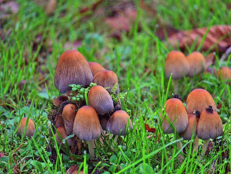Weidepaddenstoelen 2 van Edgar Schermaul