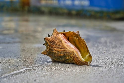 Shell on a Caribbean beach
