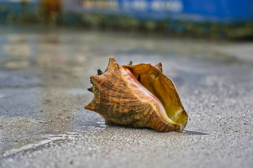 Shell on a Caribbean beach by HGU Foto