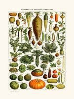 Groente keuken vintage botanische tekening Millot