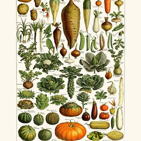Vegetable kitchen vintage botanical drawing Millot by Studio Patruschka