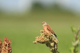 Hänfling von Ruben Evers