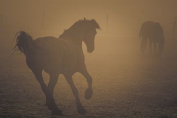 Pferd im Nebel von Rene scheuneman