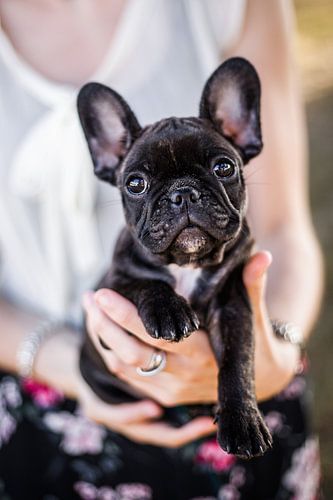 Franse bulldog puppy in handen