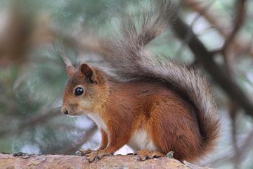 Warm rusty brown squirrel in tree by Amoz van Pruijssen