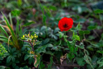 Klatschmohn von Thea Luthart