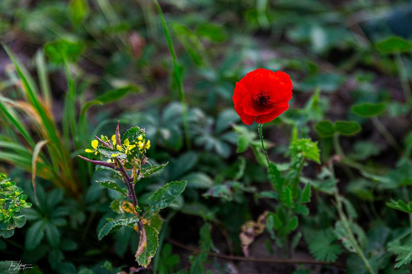 lone poppy by Thea Luthart