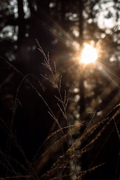 Eisiges Gras in der Morgensonne von Jolijn Gommans