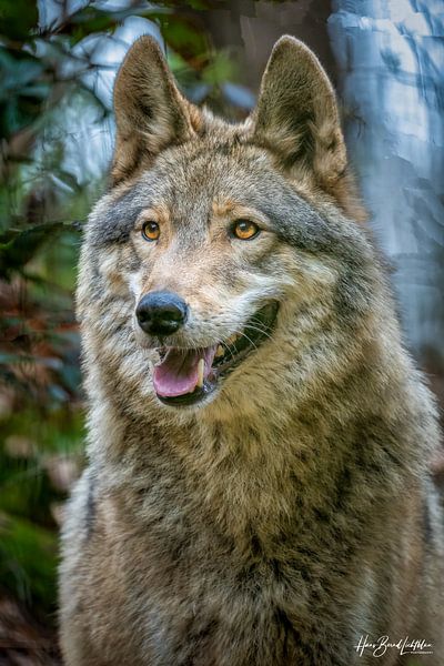 Wolf by Hans-Bernd Lichtblau