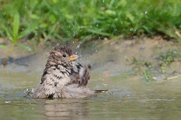 Bathing sparrow by Petra Vastenburg