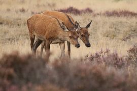 De twee hindes von Fotografie Fryslân