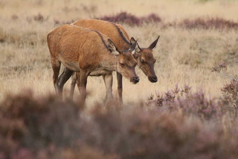 De twee hindes von Fotografie Fryslân