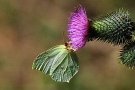 Magnificent lemon butterfly by Thomas Jäger