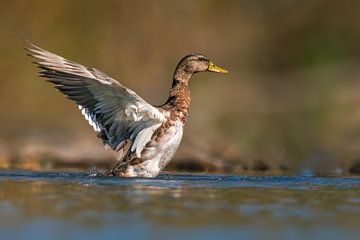 Canard sur un étang sur Mario Plechaty Photography