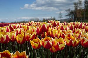 Tulpenveld sur Saskia Bon