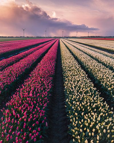 Tulpenvelden in bloei bij zonsondergang
