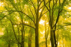 Atmosphärischer Wald im Herbst mit Nebel in der Luft von Sjoerd van der Wal Fotografie