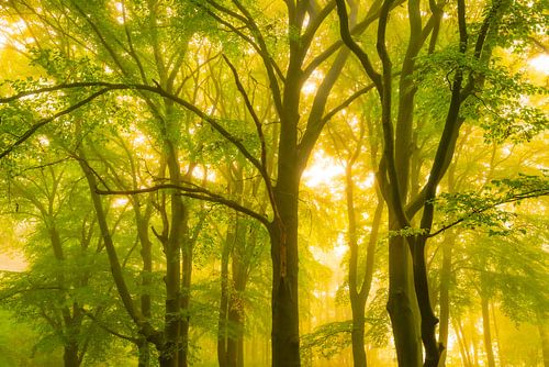 Sfeervol bos in de herfst met mist in de lucht