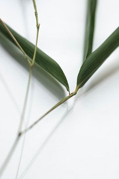 Bamboe III van Limoengroen