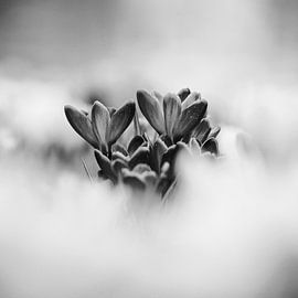 Blühende Krokusse im Frühling von Uwe Naumann