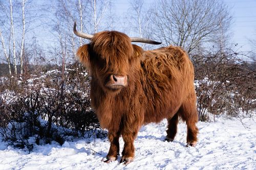 Scottish highlander